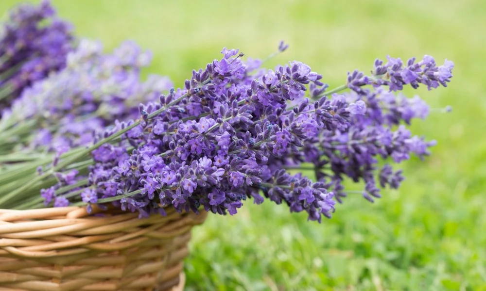 para que sirve la lavanda